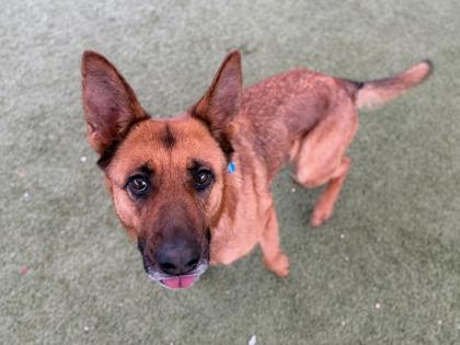 Karisma, Adoptable, Adult Female Belgian Shepherd / Malinois & Mixed Breed.