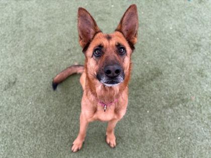 Karisma, a Adoptable mixed breed in Phoenix, AZ image 2/3