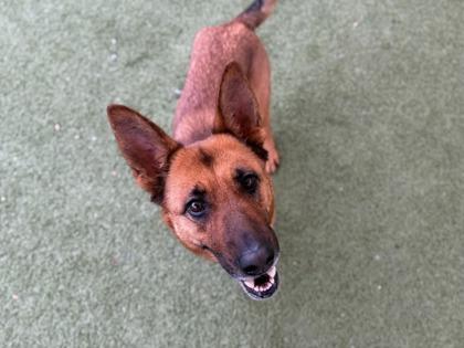 Karisma, a Adoptable mixed breed in Phoenix, AZ image 3/3