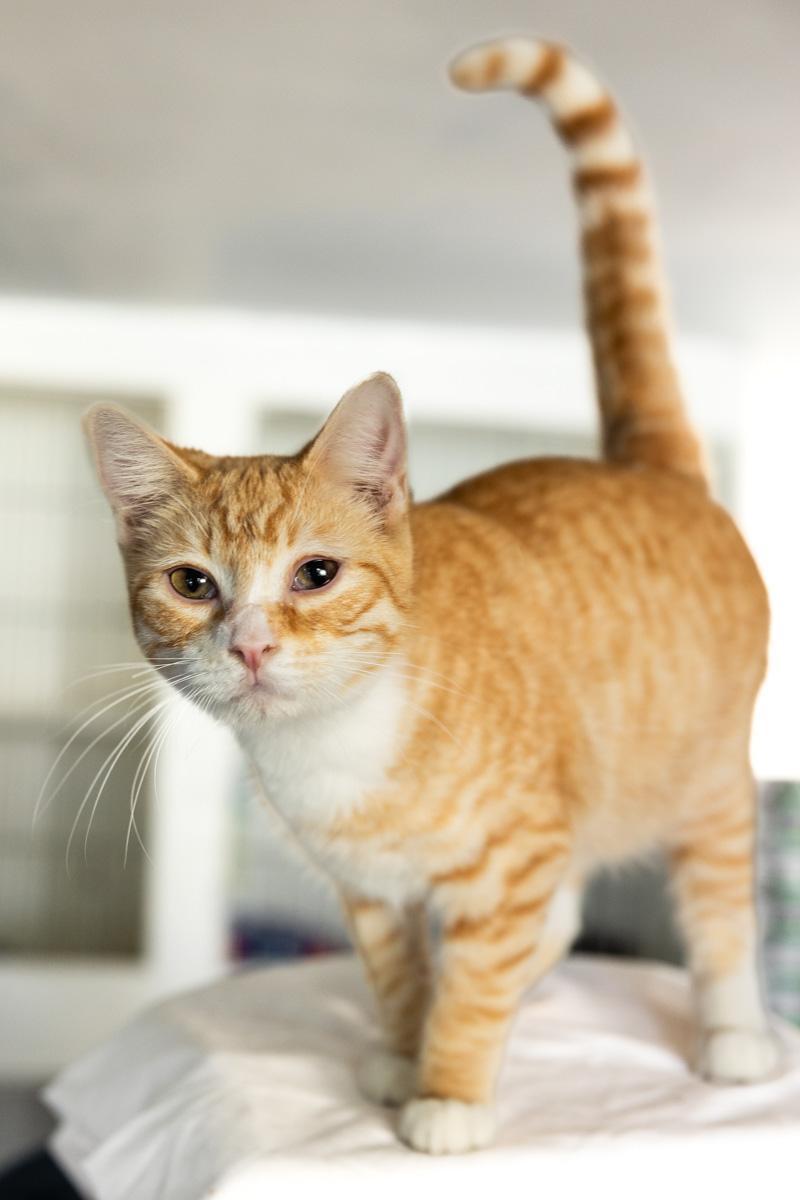 PIKACHU, ADOPTABLE, Young Male Domestic Short Hair.