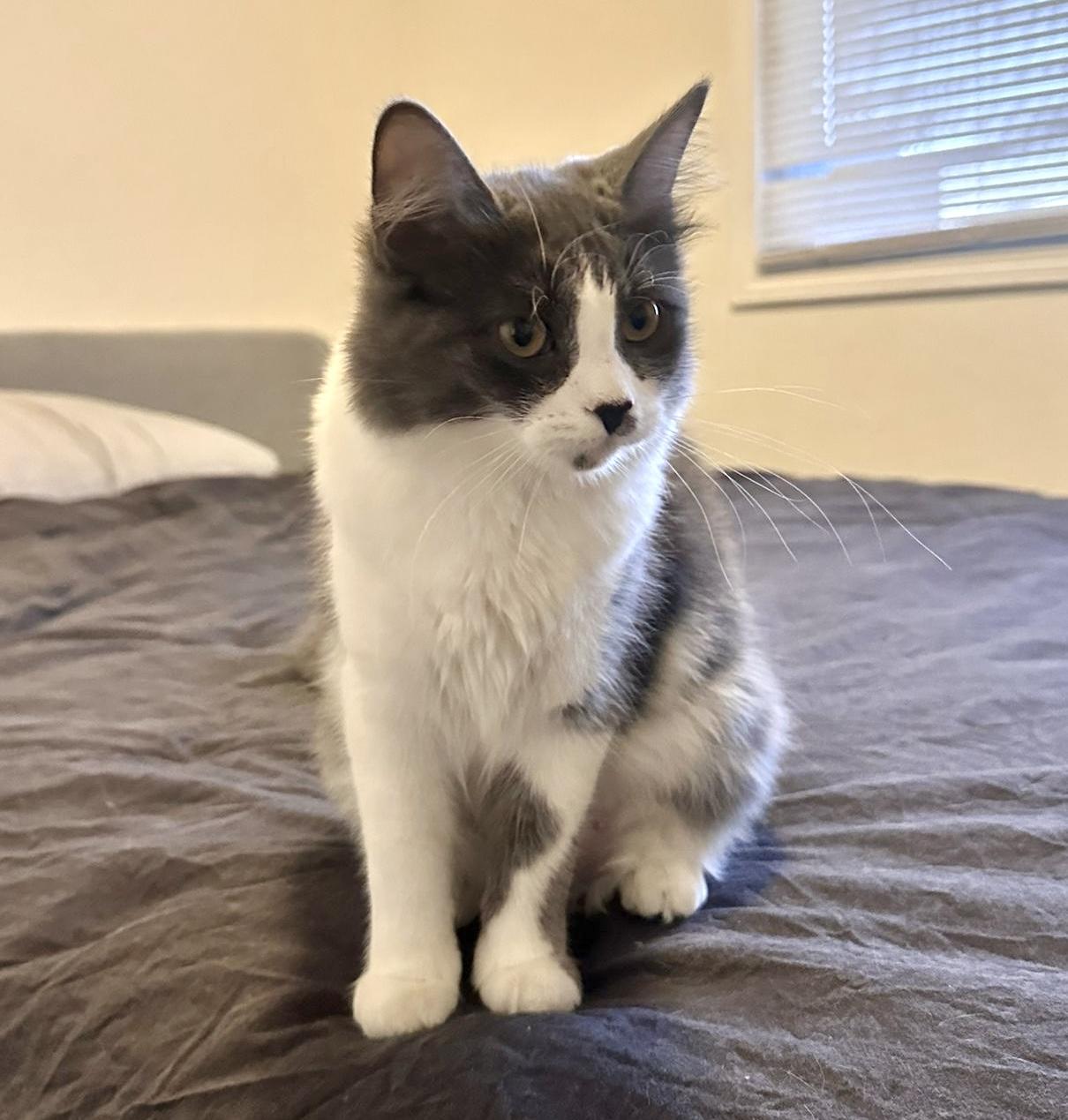 Enlarge Harriet (bonded with Marv), an adopted Domestic Long Hair in Toronto, ON image 2/5