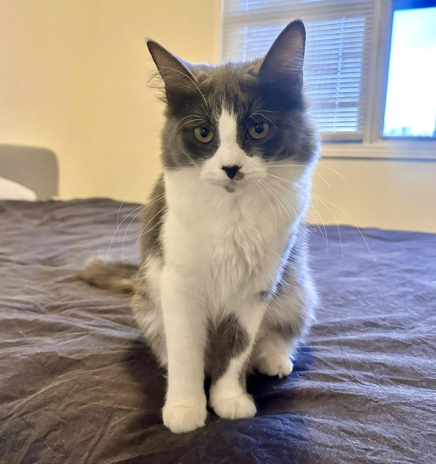 Enlarge Harriet (bonded with Marv), an adopted Domestic Long Hair in Toronto, ON image 1/5