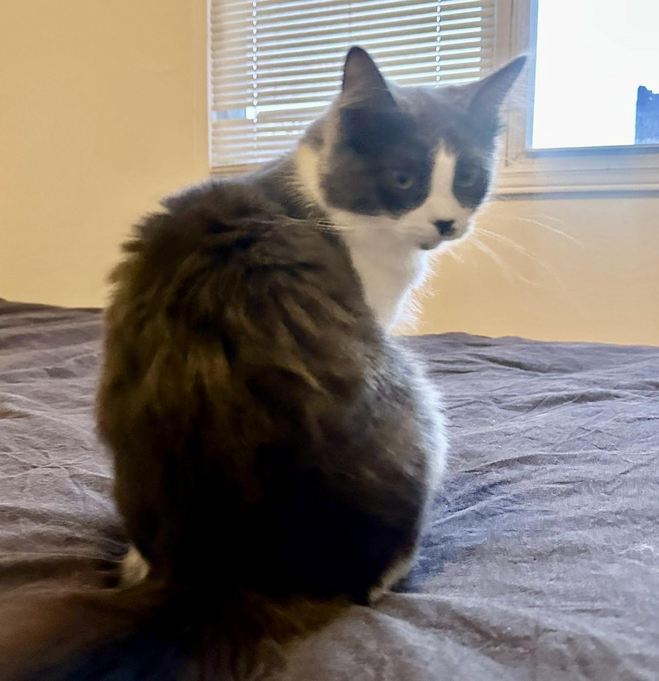 Enlarge Harriet (bonded with Marv), an adopted Domestic Long Hair in Toronto, ON image 3/5