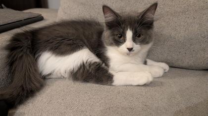 Enlarge Harriet (bonded with Marv), an adopted Domestic Long Hair in Toronto, ON image 5/5