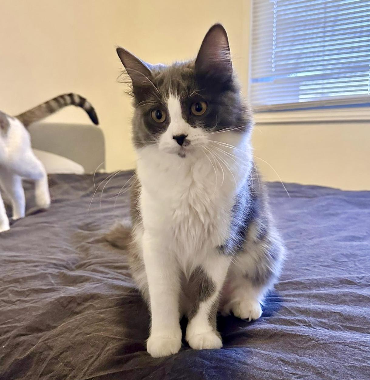 Enlarge Harriet (bonded with Marv), an adopted Domestic Long Hair in Toronto, ON image 4/5