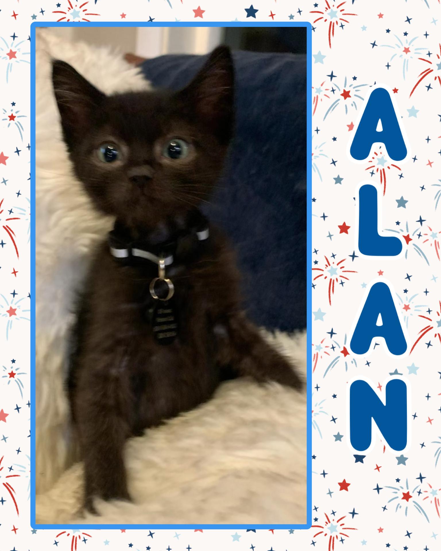 Alan, ADOPTABLE, Kitten Male Domestic Short Hair.