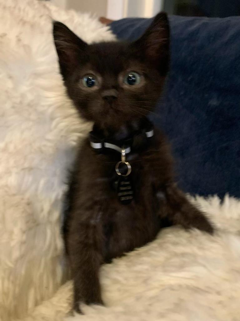 Alan, a ADOPTABLE Domestic Short Hair in Pasco, WA image 2/4