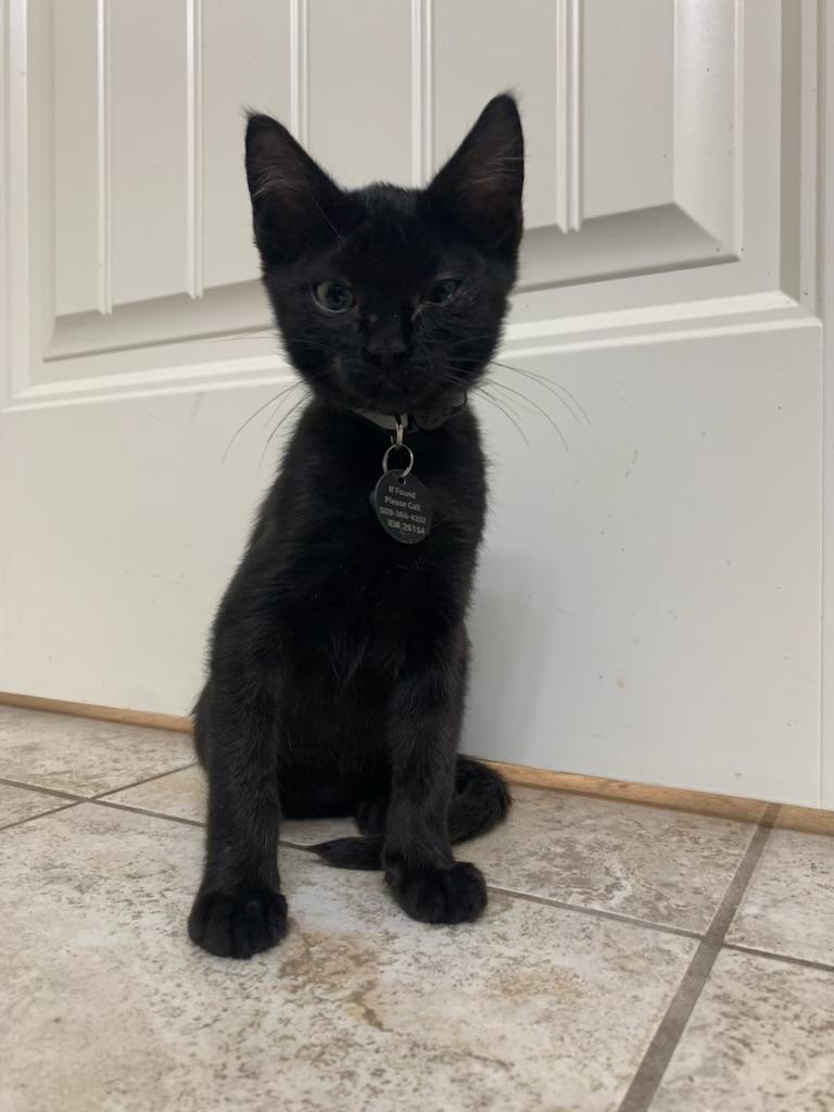 Alan, a ADOPTABLE Domestic Short Hair in Pasco, WA image 3/6