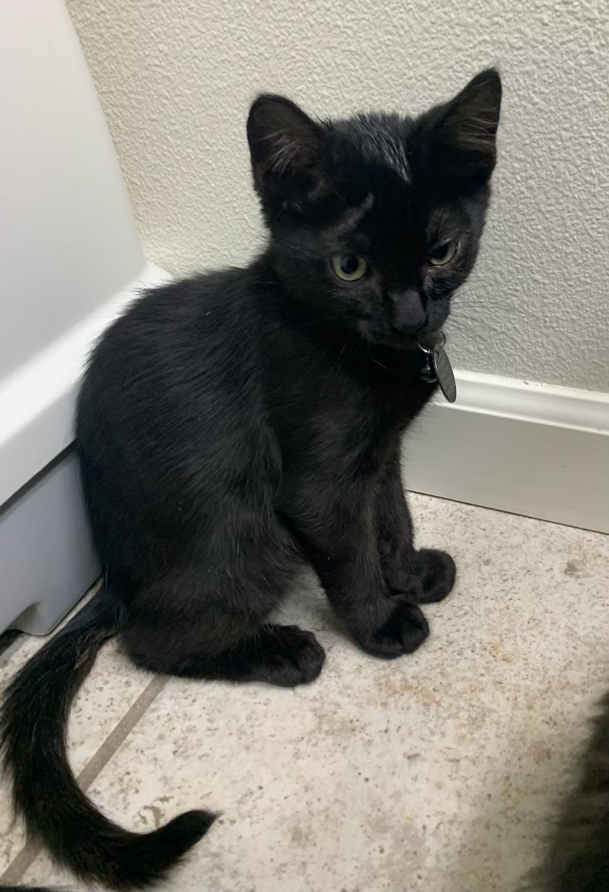 Alan, a ADOPTABLE Domestic Short Hair in Pasco, WA image 4/6