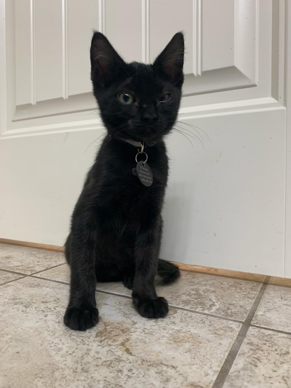 Alan, a ADOPTABLE Domestic Short Hair in Pasco, WA image 6/6