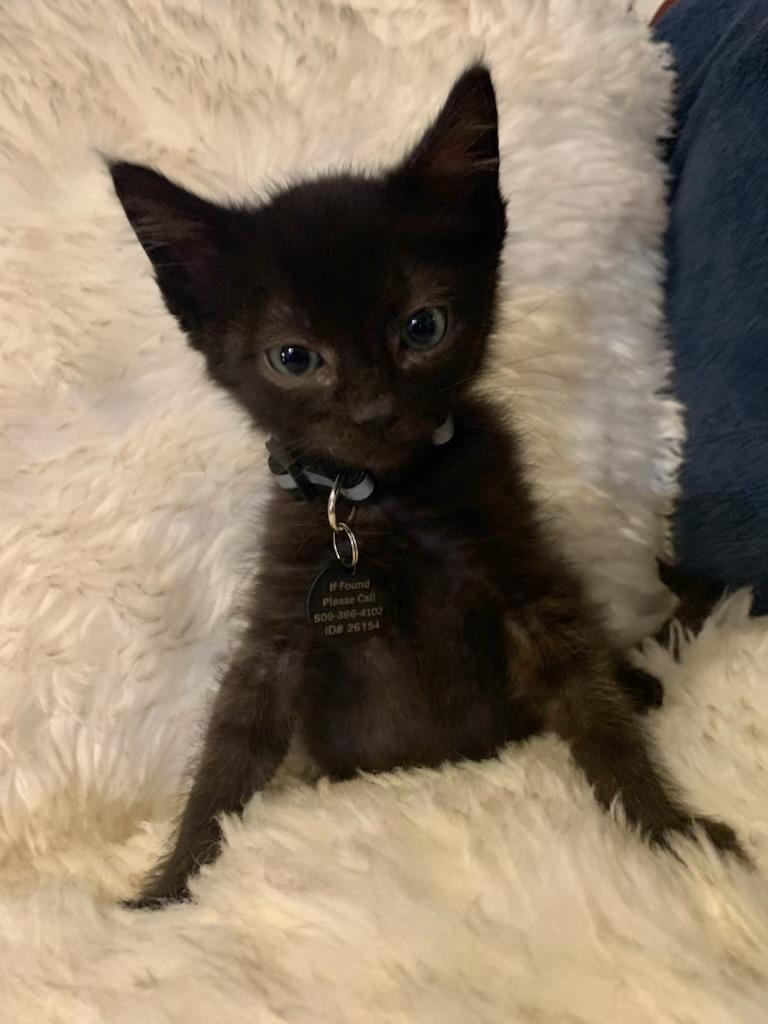 Alan, a ADOPTABLE Domestic Short Hair in Pasco, WA image 4/4