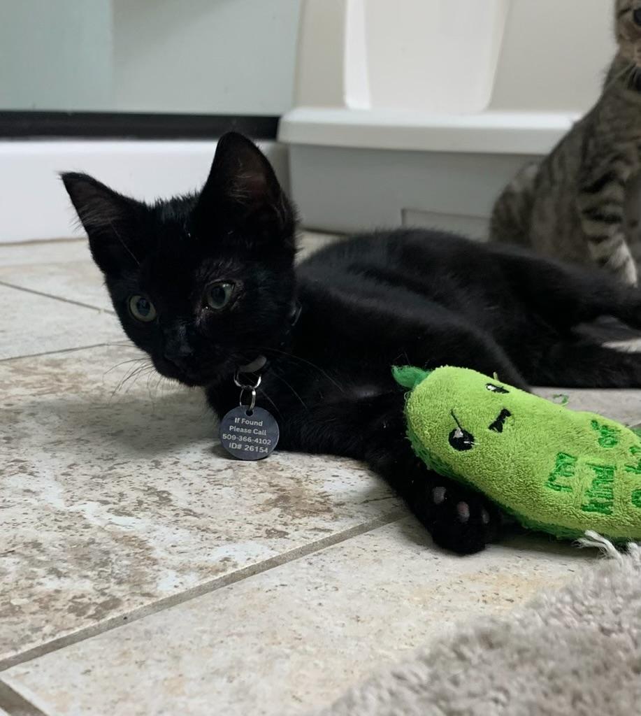 Alan, a ADOPTABLE Domestic Short Hair in Pasco, WA image 2/6