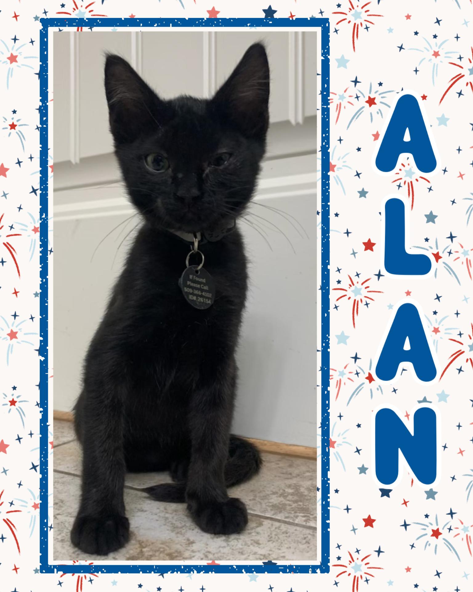 Alan, ADOPTABLE, Kitten Male Domestic Short Hair.