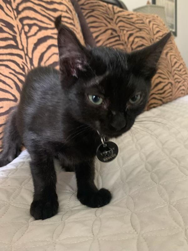 Alan, a ADOPTABLE Domestic Short Hair in Pasco, WA image 5/6