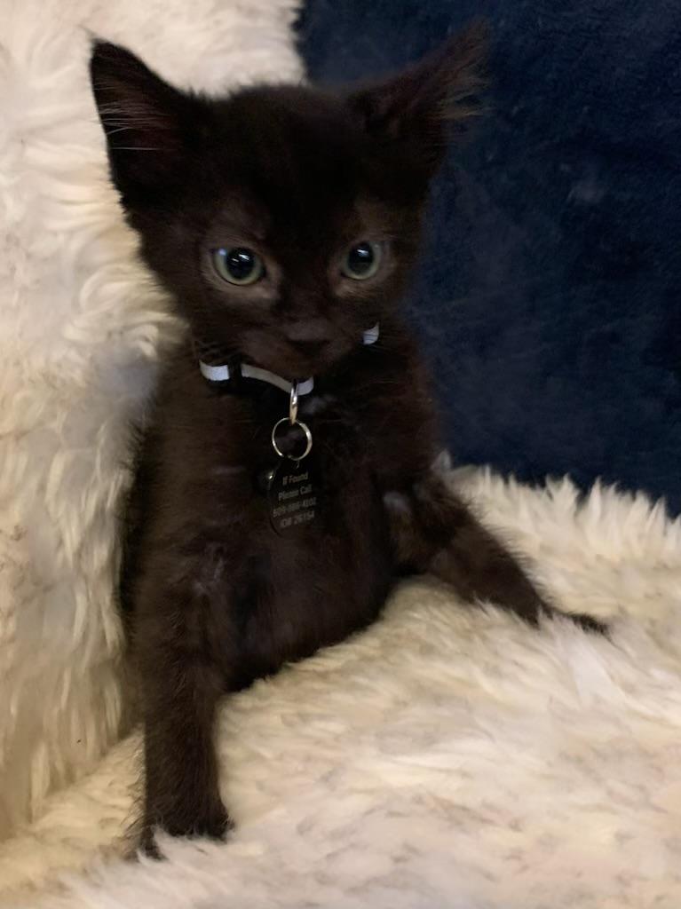 Alan, a ADOPTABLE Domestic Short Hair in Pasco, WA image 3/4