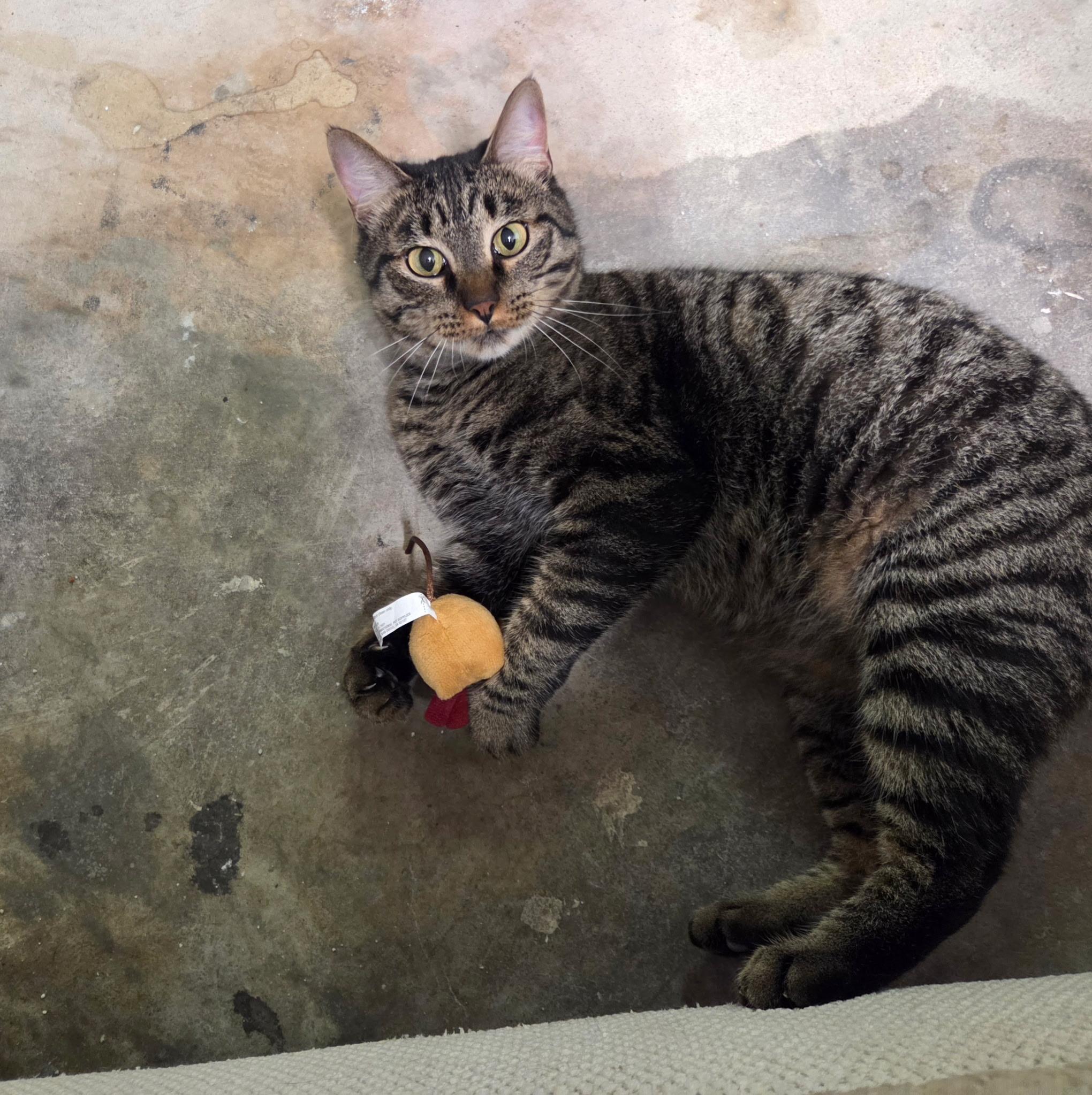 Enlarge Precious, a Adoptable Domestic Short Hair in Huffman, TX image 1/1