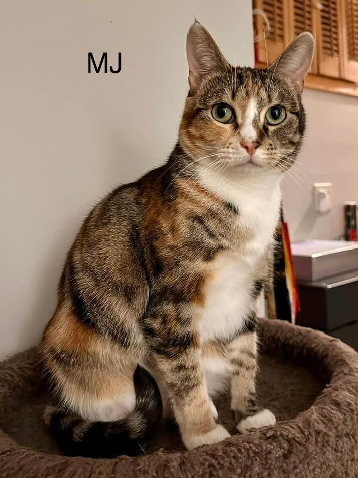 Mary Jane, Adoptable, Adult Female Domestic Medium Hair.