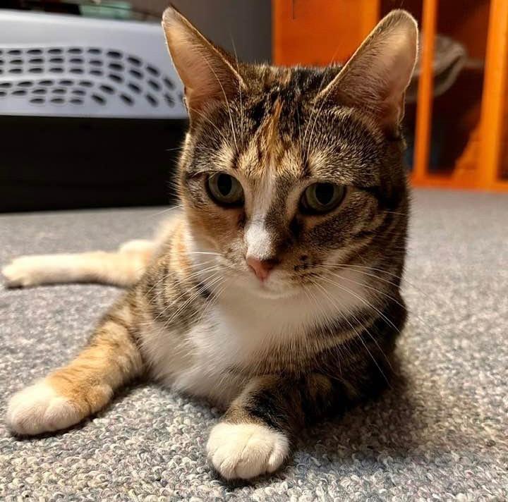 Mary Jane, a Adoptable mixed breed in Libertyville, IL image 2/5