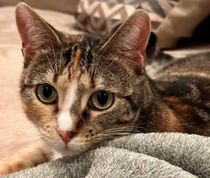 Mary Jane, a Adoptable mixed breed in Libertyville, IL image 3/5