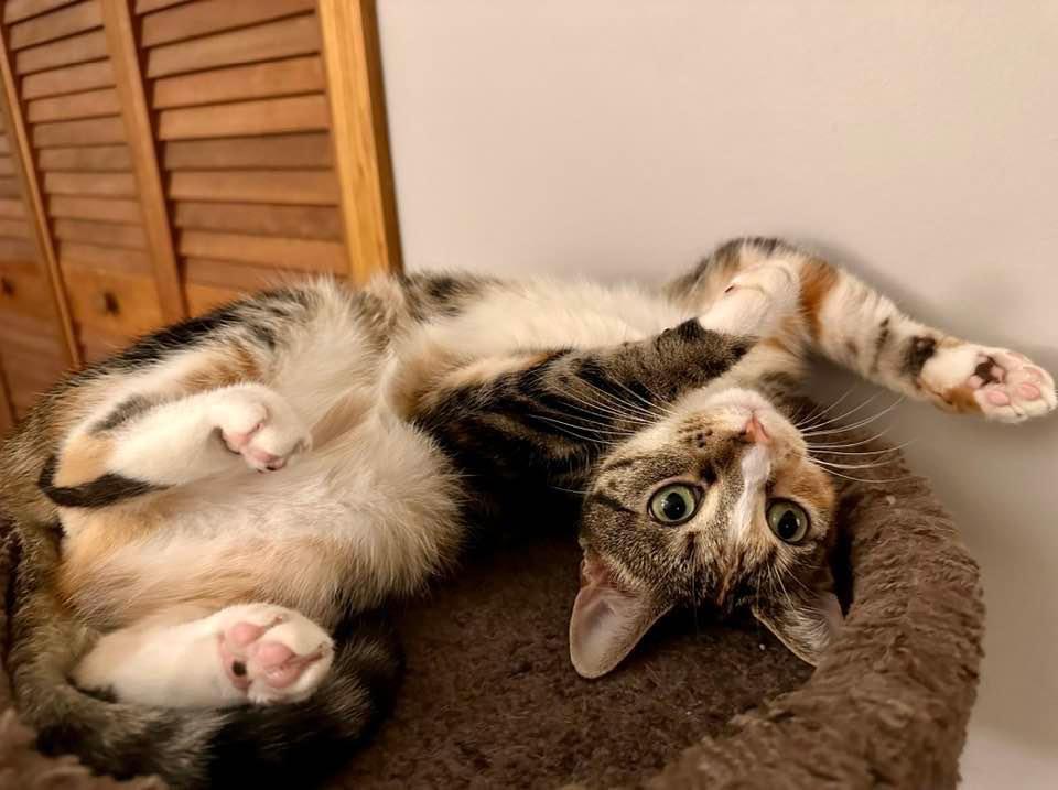 Enlarge Mary Jane, a Adoptable mixed breed in Libertyville, IL image 6/6