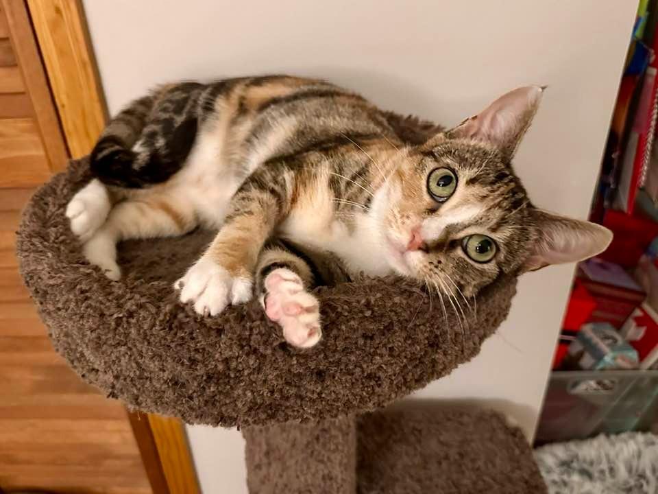 Mary Jane, a Adoptable mixed breed in Libertyville, IL image 5/5