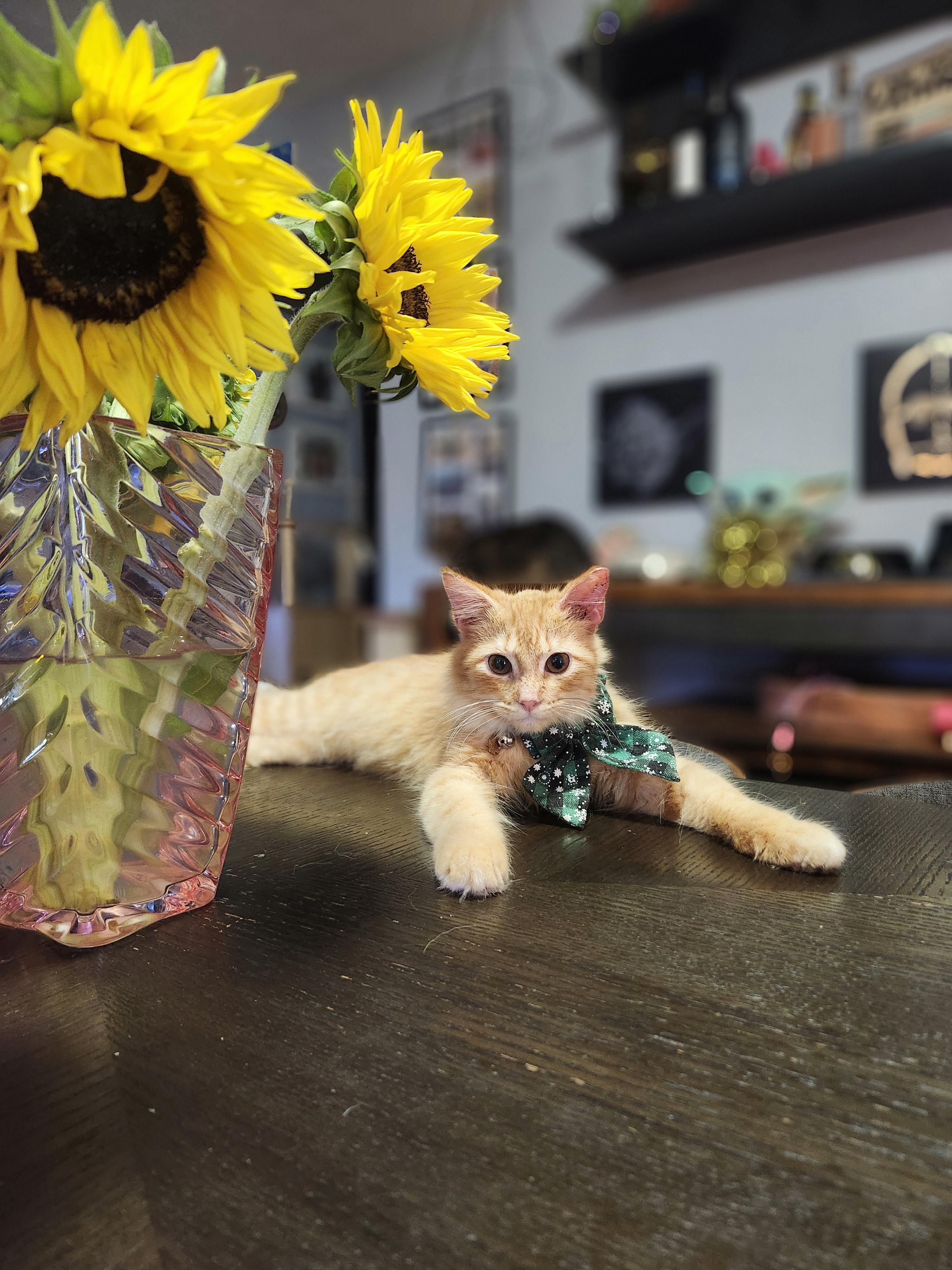 Enlarge Vahni , a ADOPTABLE mixed breed in Sunrise, FL image 3/5