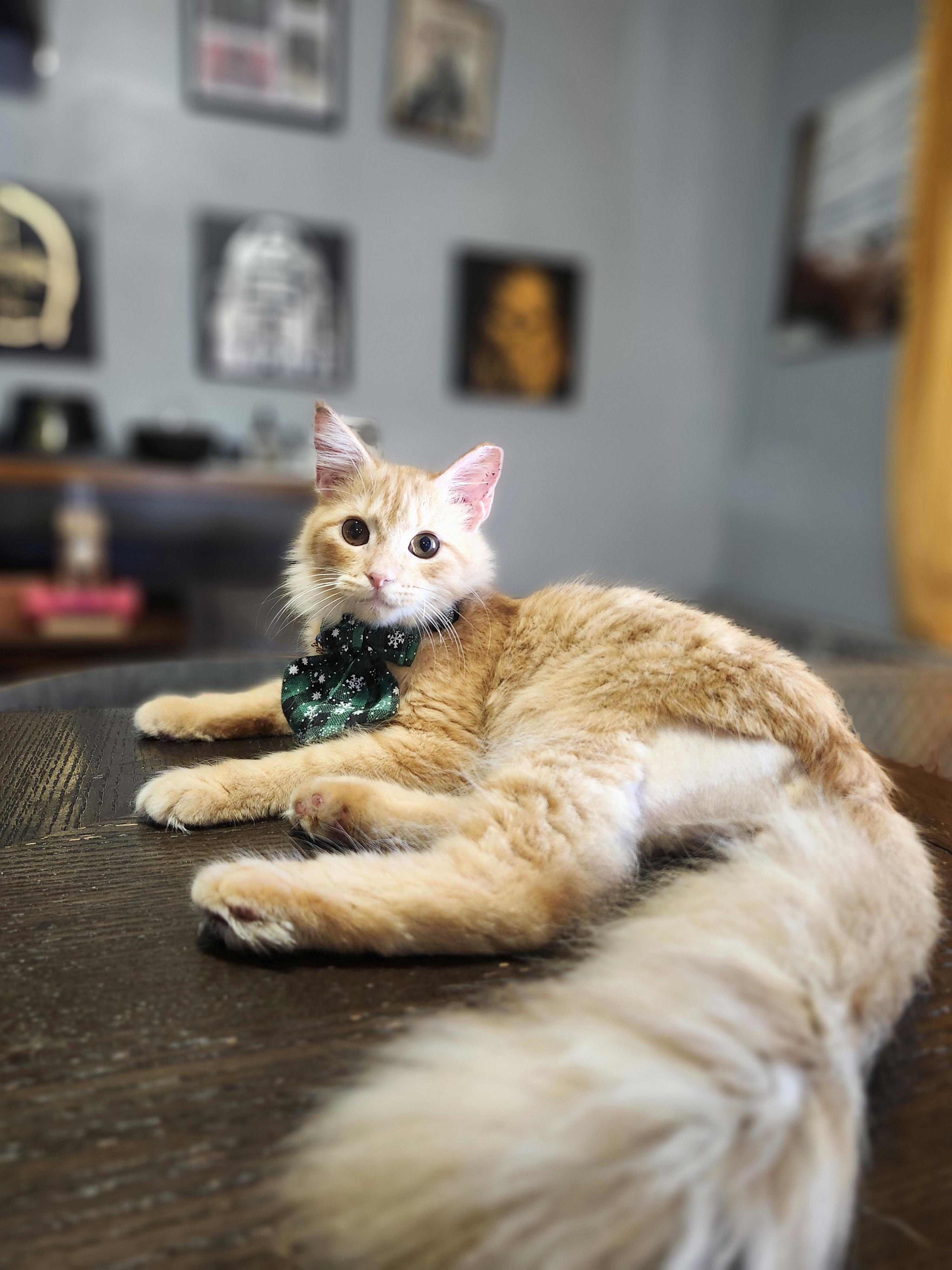 Enlarge Vahni , a ADOPTABLE mixed breed in Sunrise, FL image 4/5