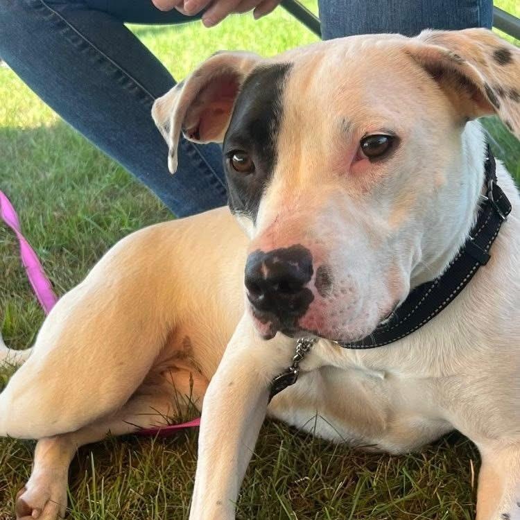 Stanley, a Adoptable mixed breed in Midland, MI image 3/5