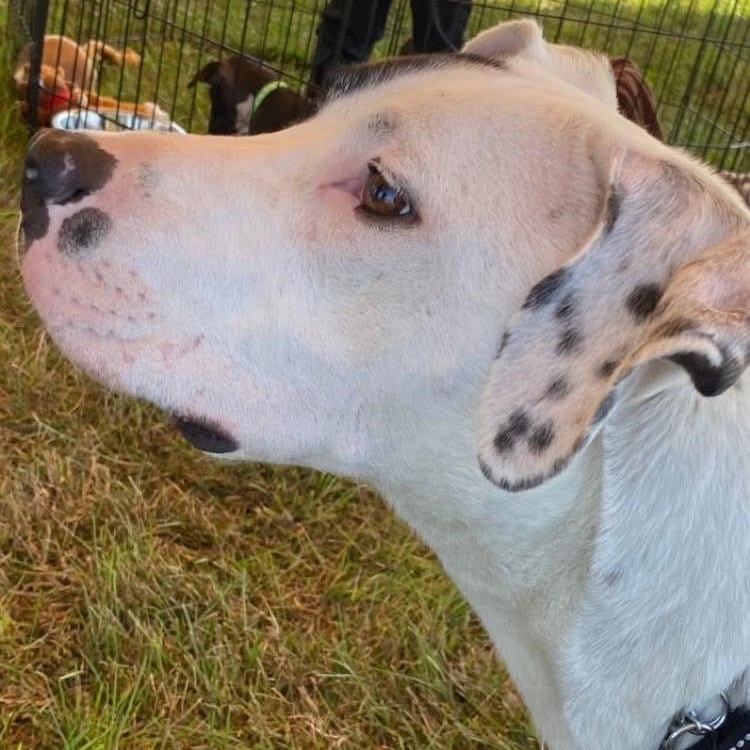 Stanley, a Adoptable mixed breed in Midland, MI image 4/5