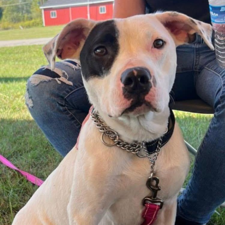 Stanley, Adoptable, Young Male Pit Bull Terrier.