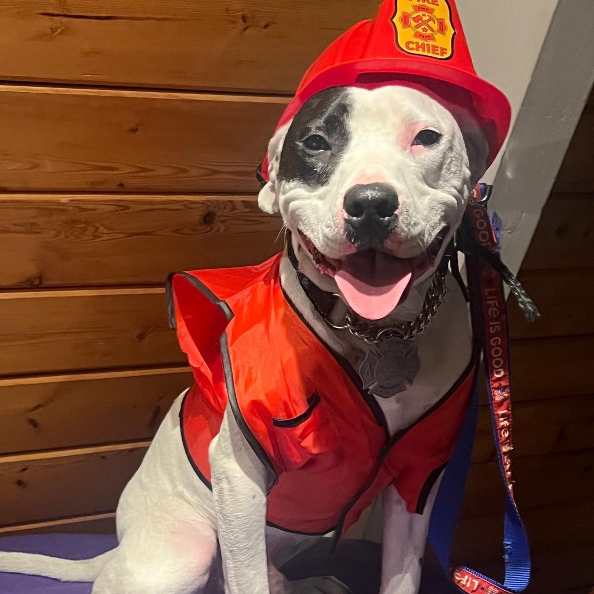 Stanley, a Adoptable mixed breed in Midland, MI image 2/5