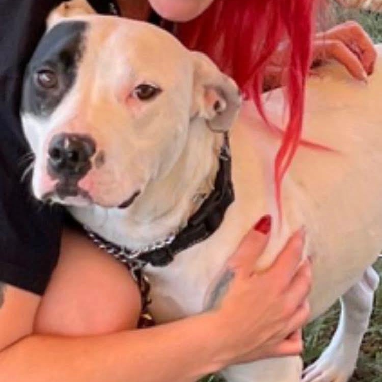 Stanley, a Adoptable mixed breed in Midland, MI image 5/5