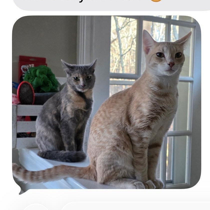 Ranger, Adoptable, Adult Male Tabby.