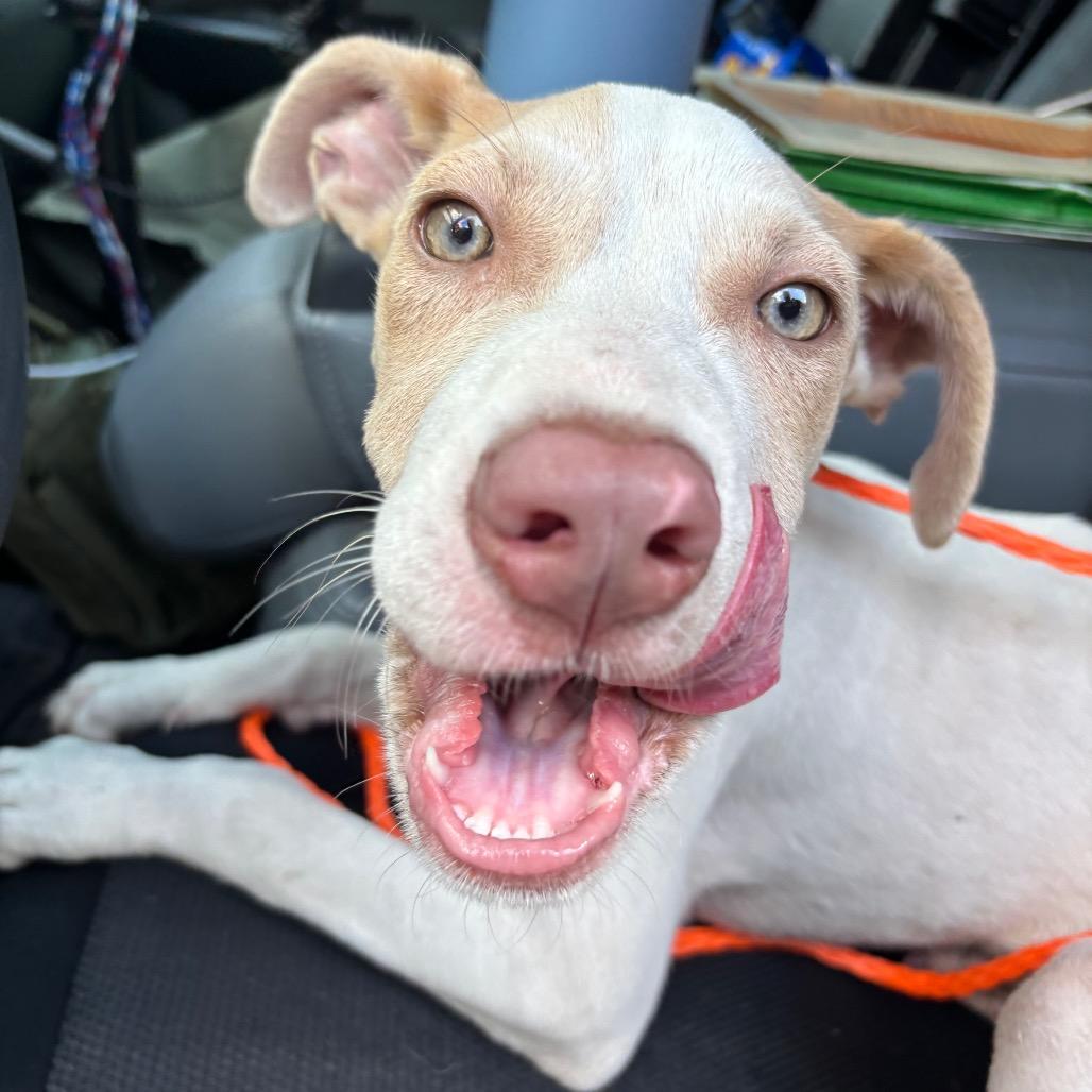 Dash, Adoptable, Young Male Terrier.