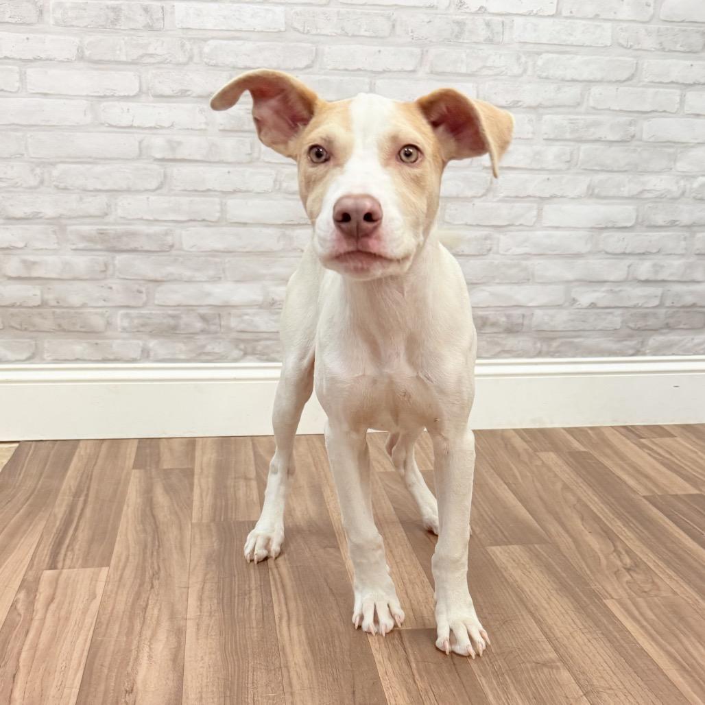 Dash, a Adoptable mixed breed in Montgomery, AL image 2/2