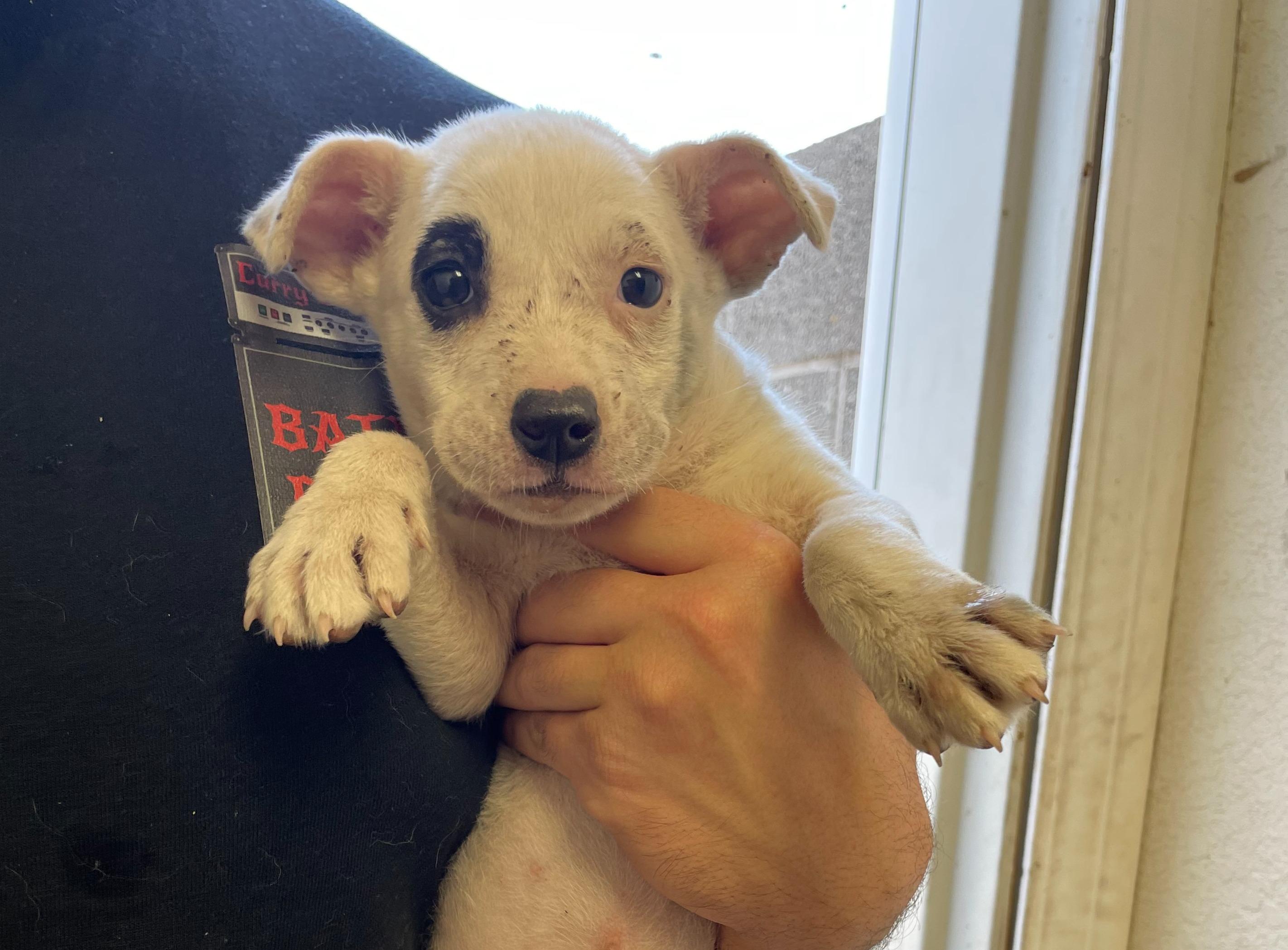 A.J. Ferguson, an adoptable Mixed Breed in Portales, NM, 88130 | Photo Image 1