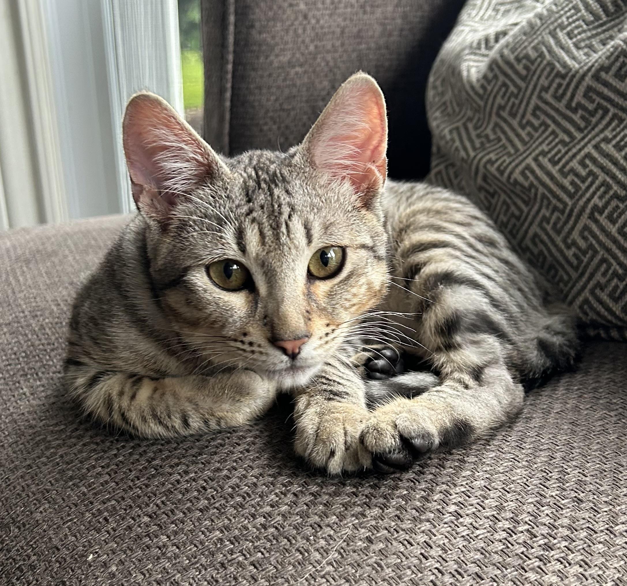 Leo, Baby Male unknown