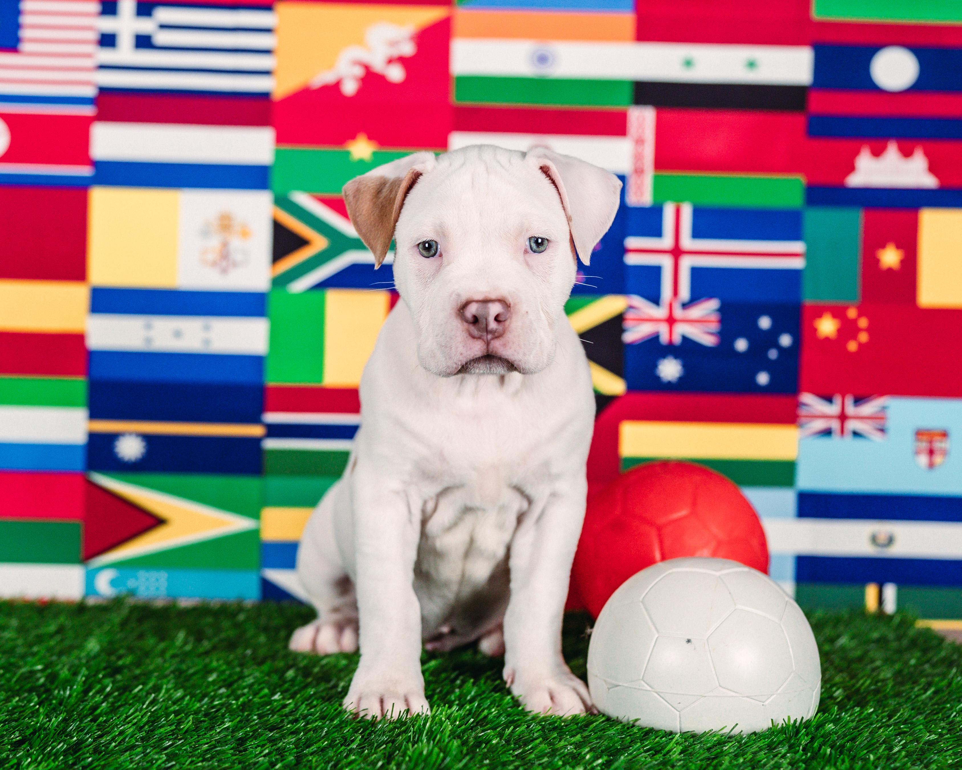Messi, a Adoptable mixed breed in Avon, CT image 2/5