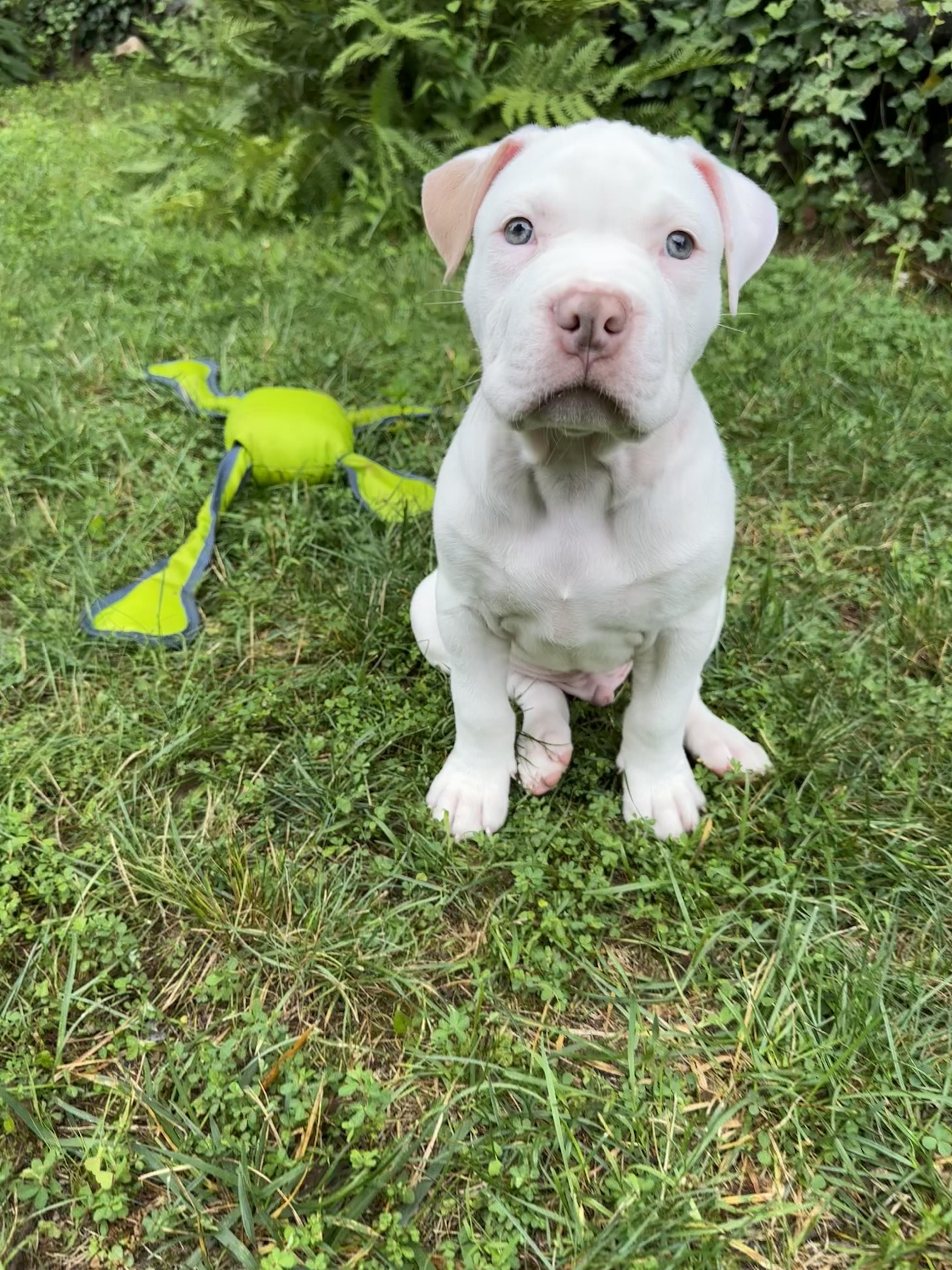 Messi, a Adoptable mixed breed in Avon, CT image 5/5