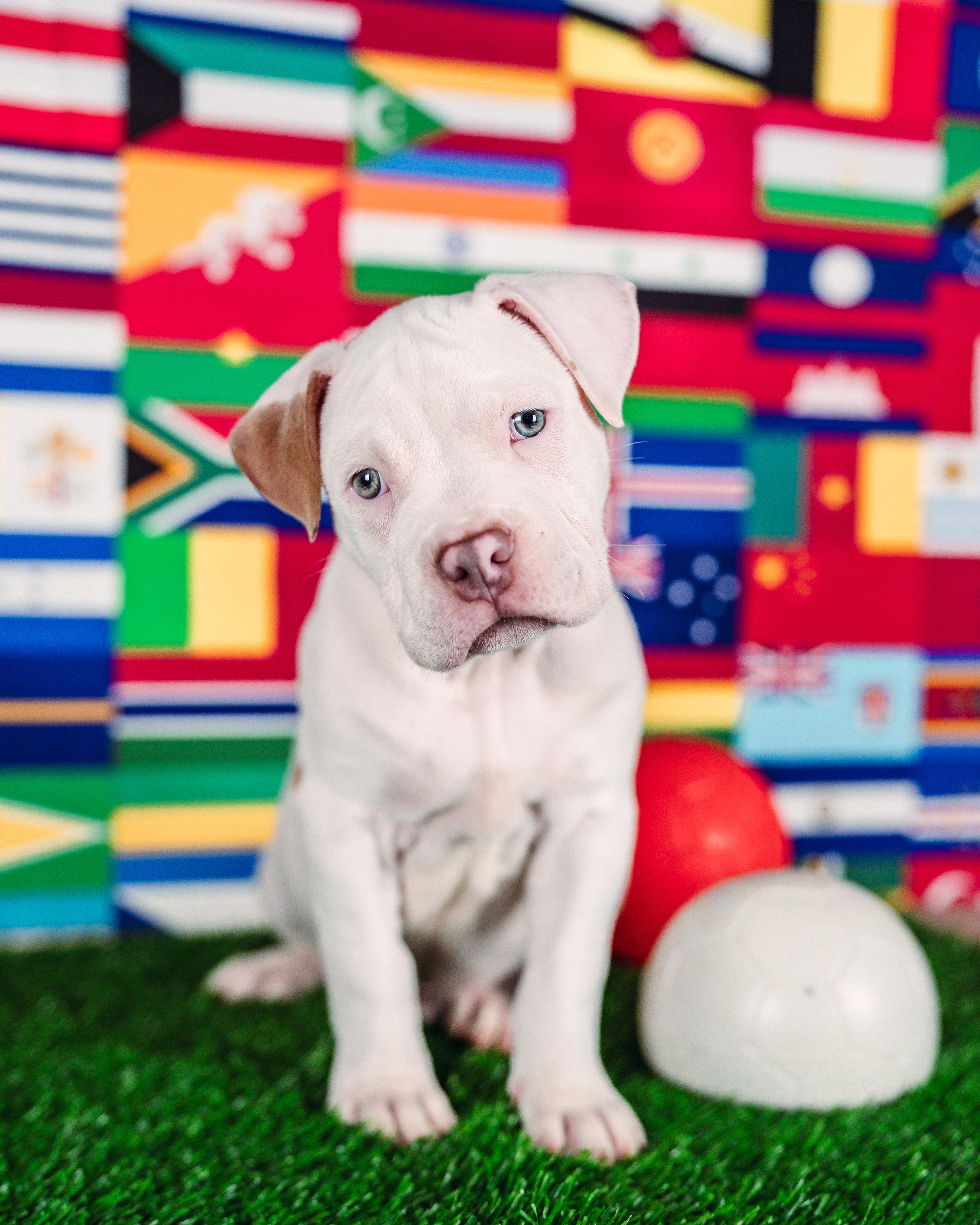 Messi, a Adoptable mixed breed in Avon, CT image 1/5