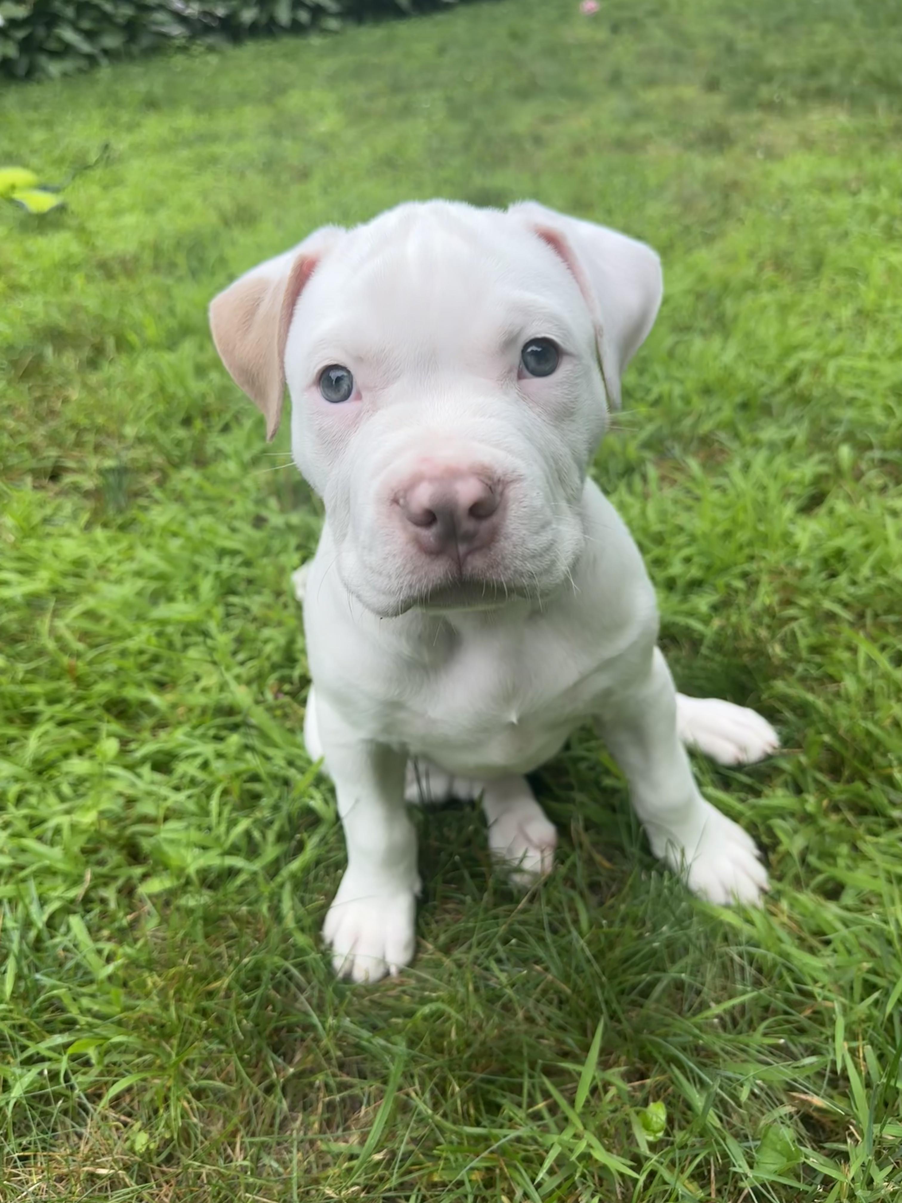 Messi, a Adoptable mixed breed in Avon, CT image 4/5