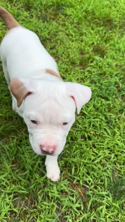 Enlarge Messi, a Adoptable mixed breed in Avon, CT video 3/5