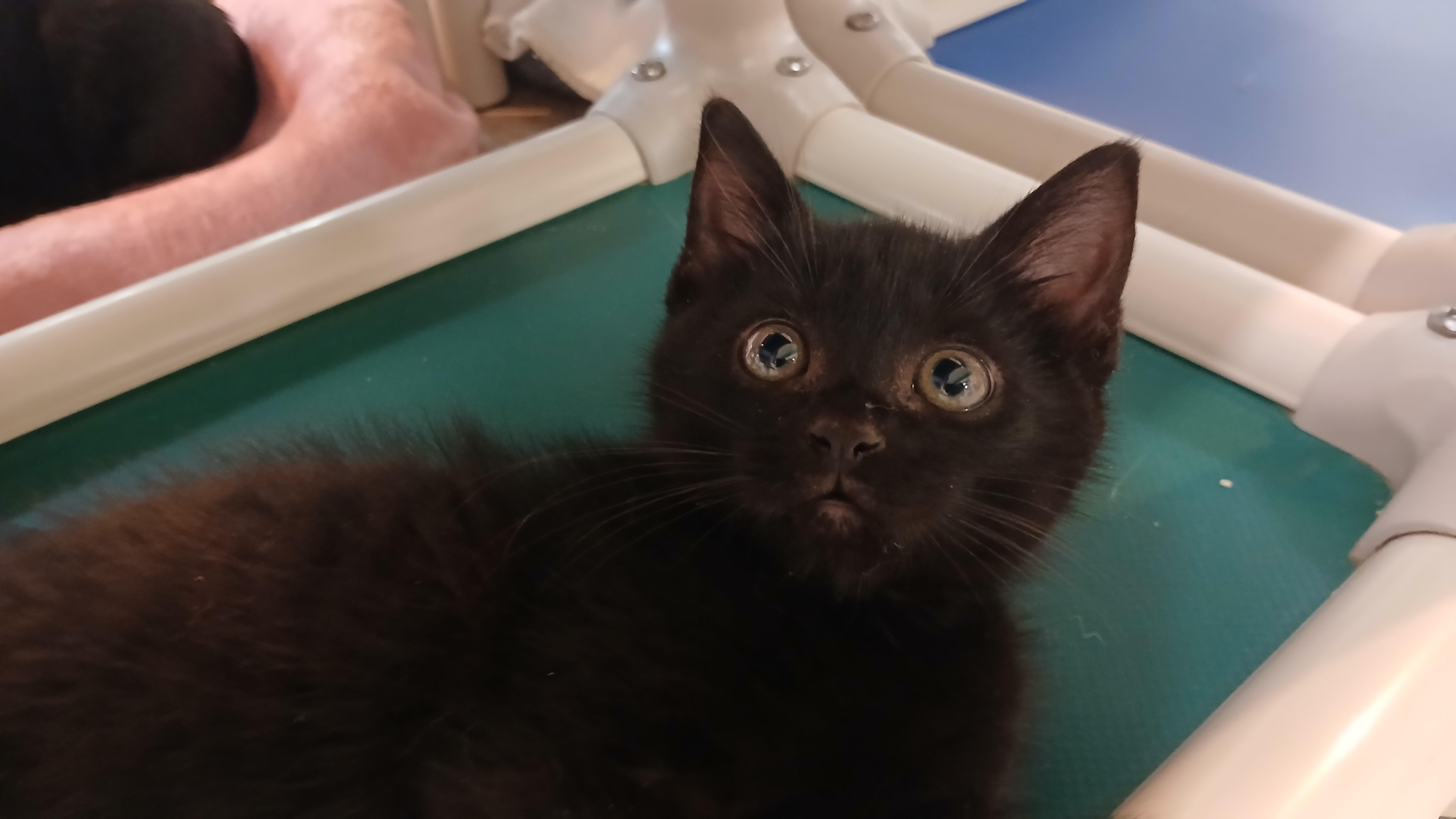 Enlarge Vlad, a Adopted Domestic Short Hair in Cullowhee, NC image 3/6