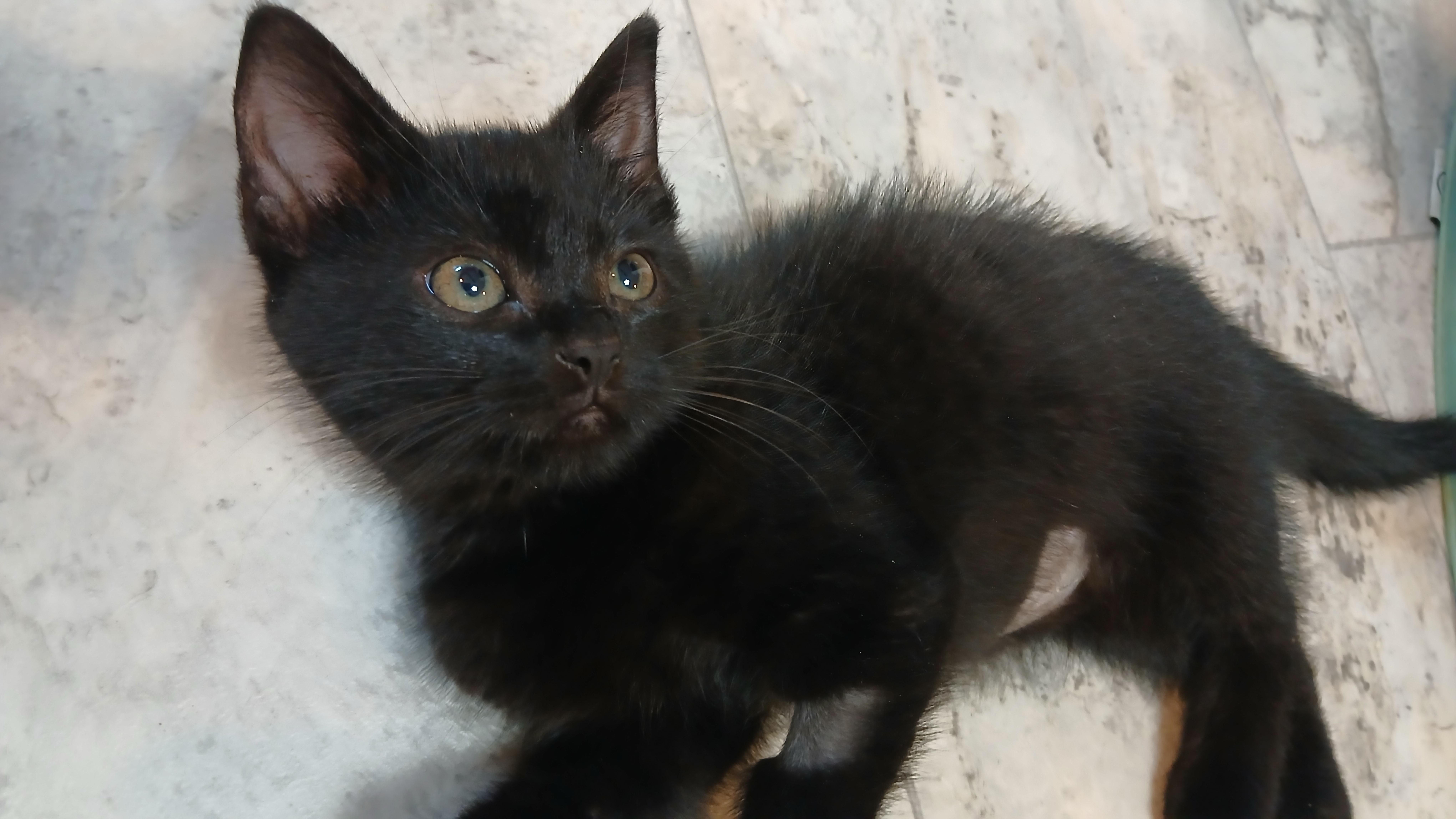 Enlarge Vlad, a Adopted Domestic Short Hair in Cullowhee, NC image 5/6