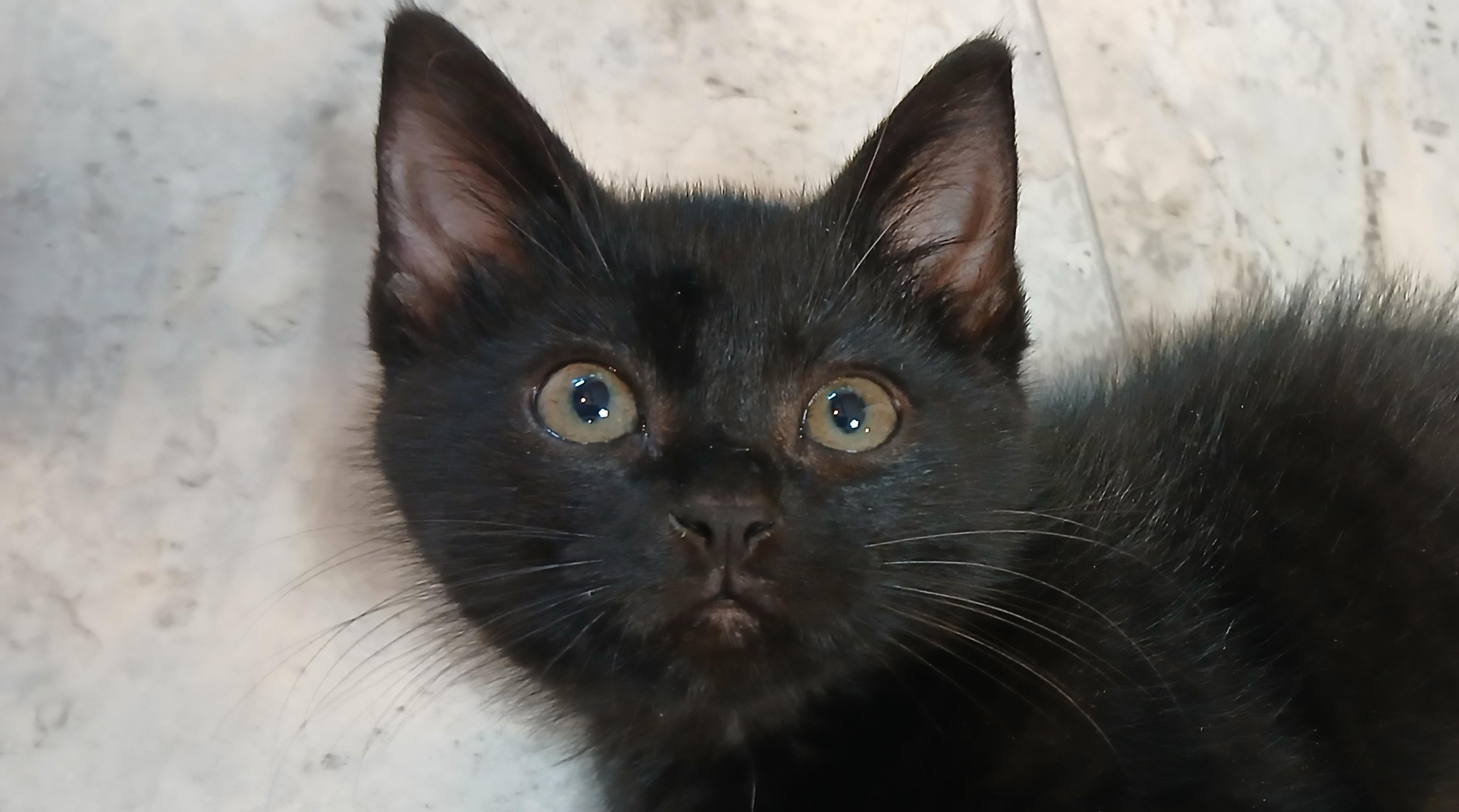 Enlarge Vlad, a Adopted Domestic Short Hair in Cullowhee, NC image 1/6