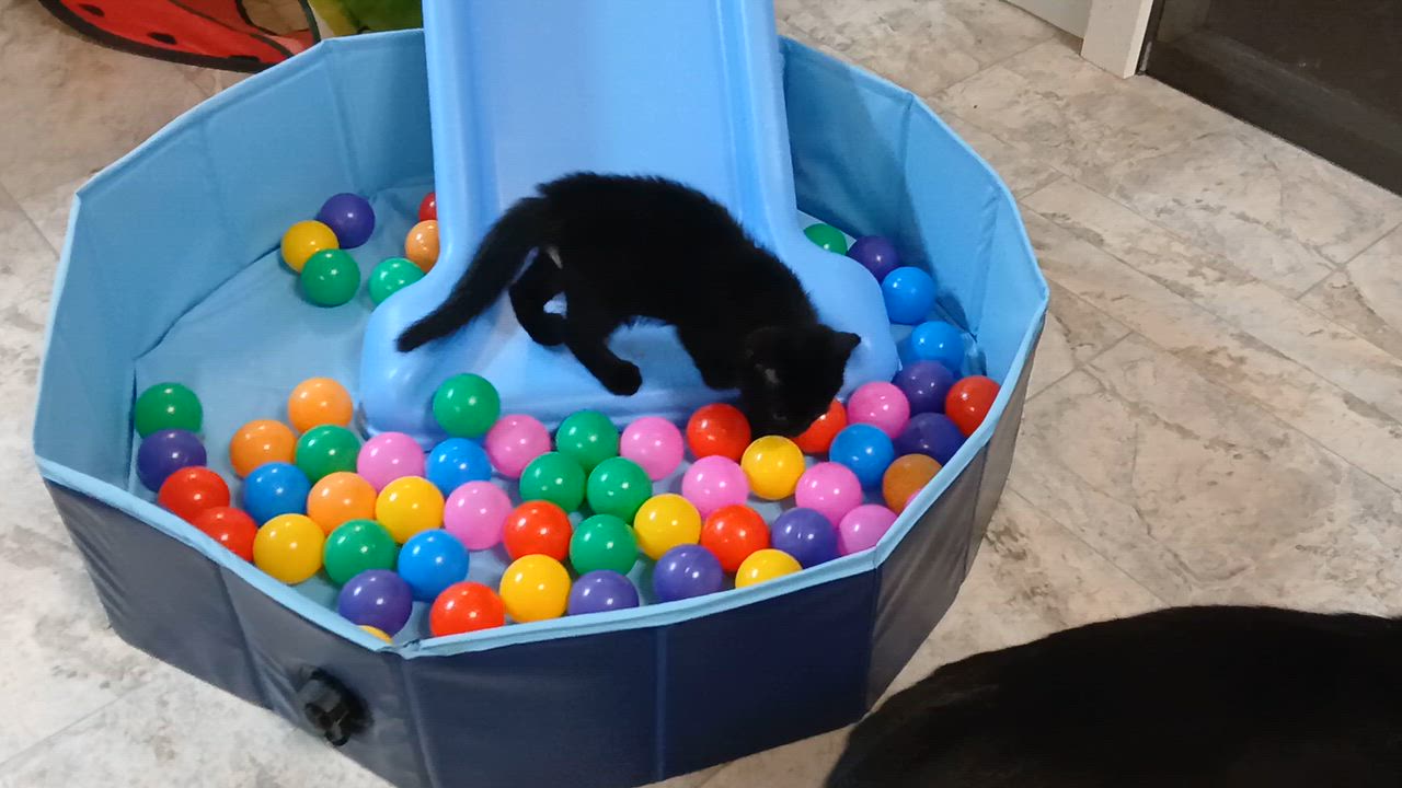 Enlarge Vlad, a Adopted Domestic Short Hair in Cullowhee, NC video 2/6