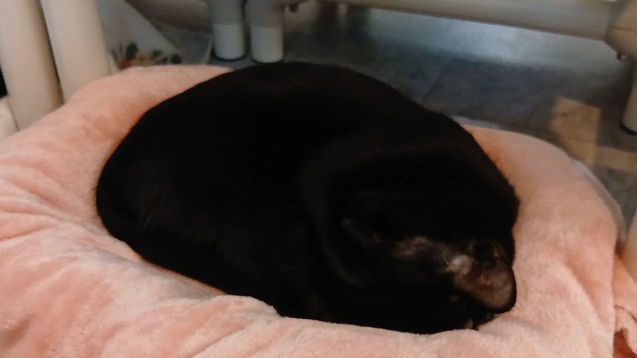 Enlarge Vlad, a Adopted Domestic Short Hair in Cullowhee, NC video 6/6