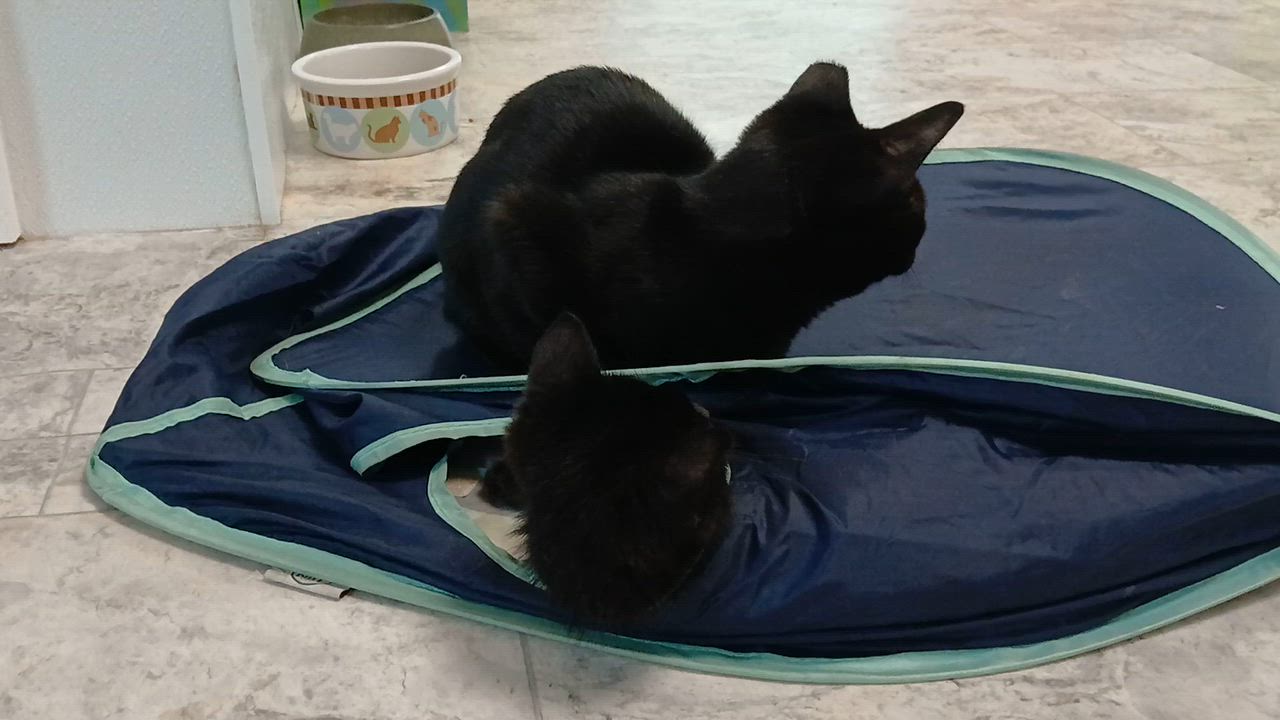 Enlarge Vlad, a Adopted Domestic Short Hair in Cullowhee, NC video 4/6