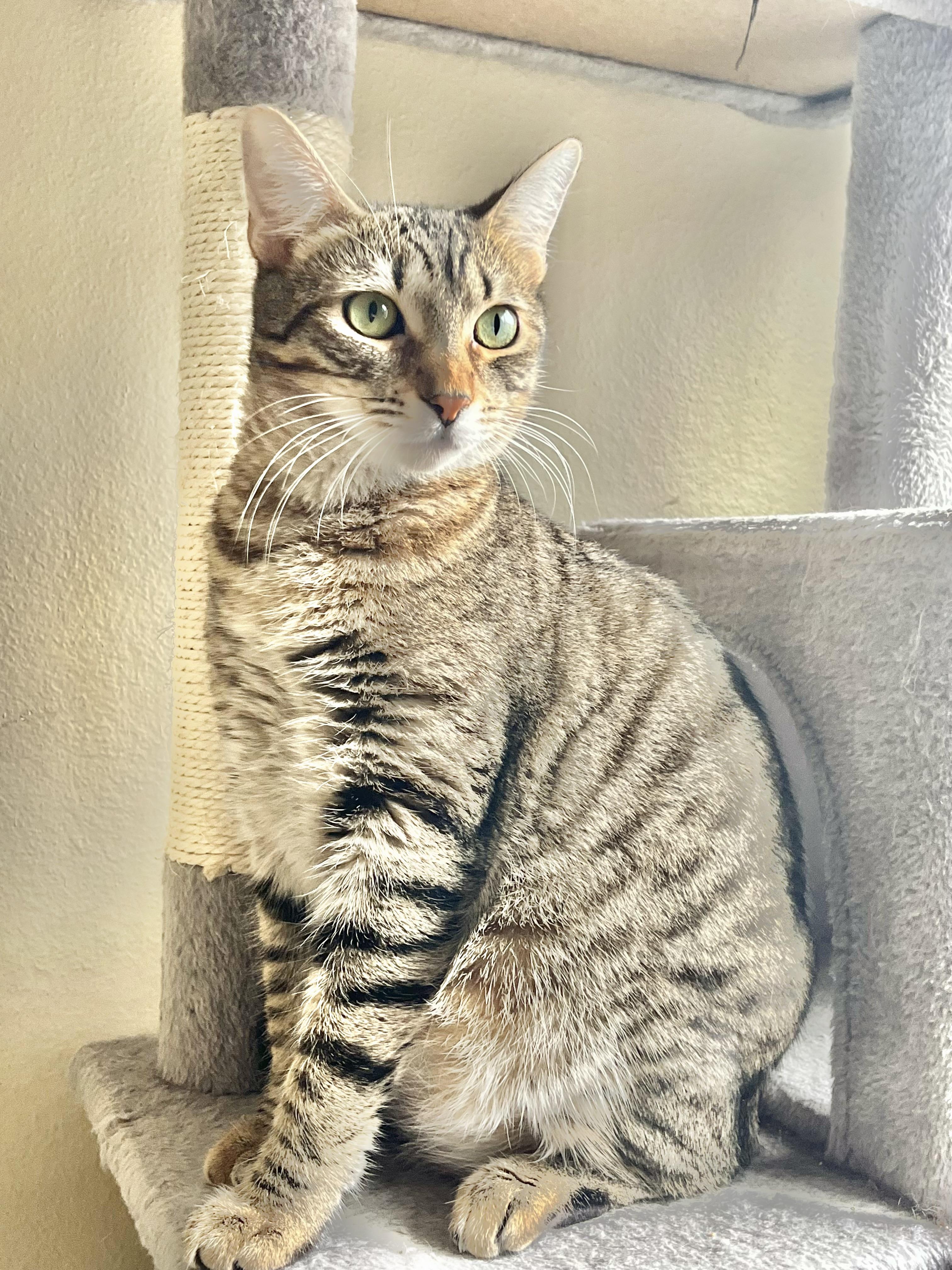 Enlarge Sonya, a Adoptable Domestic Short Hair in Santa Ana, CA image 2/6