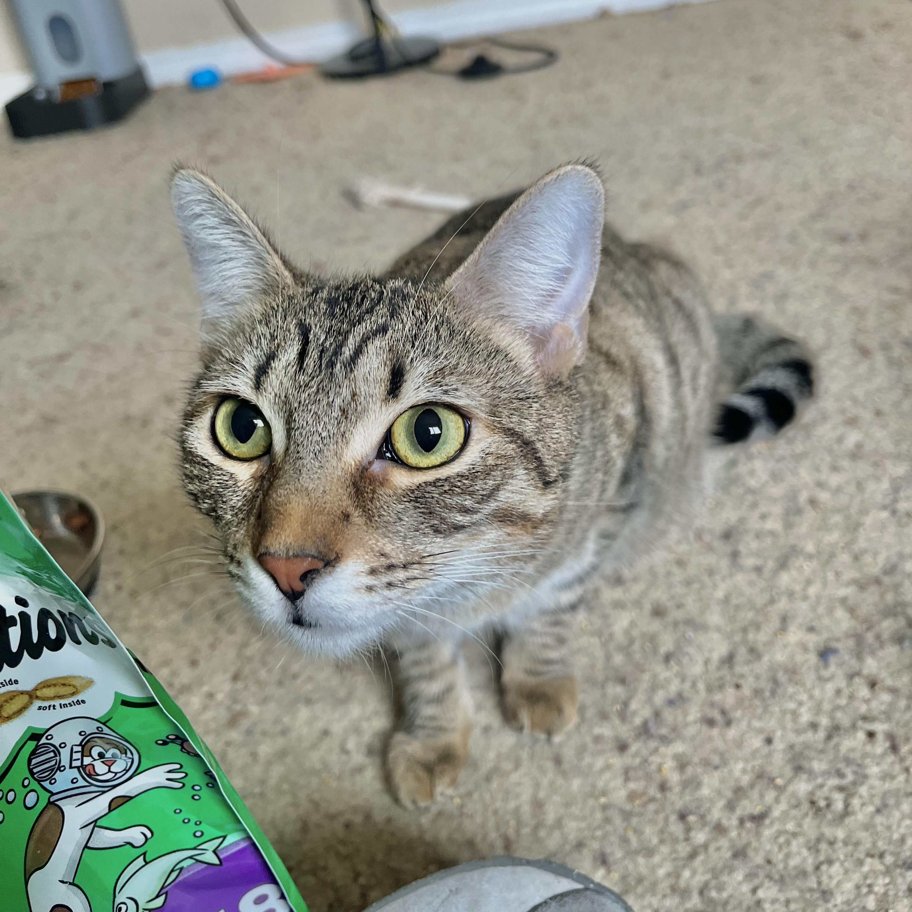 Enlarge Sonya, a Adoptable Domestic Short Hair in Santa Ana, CA image 6/6